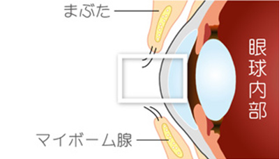 イメージ：眼球