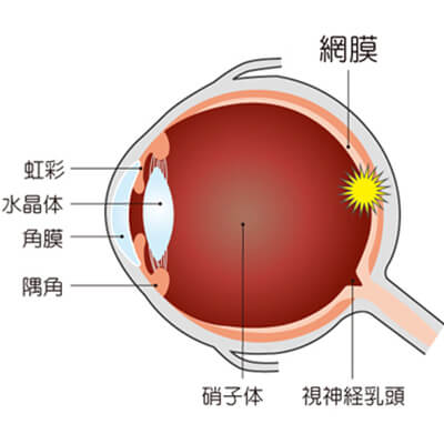 イメージ：硝子体の役割