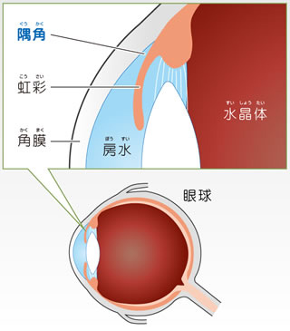 図：水晶体