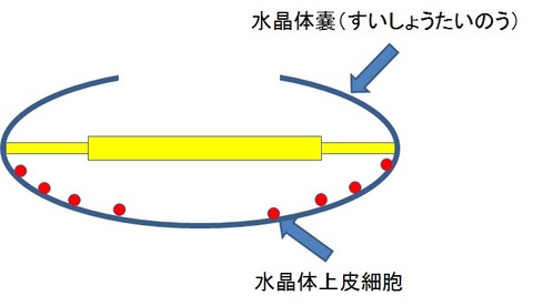 上皮細胞