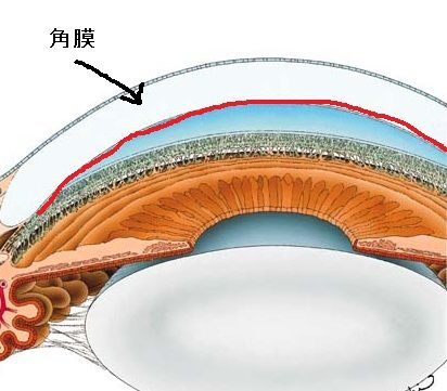 角膜断面図